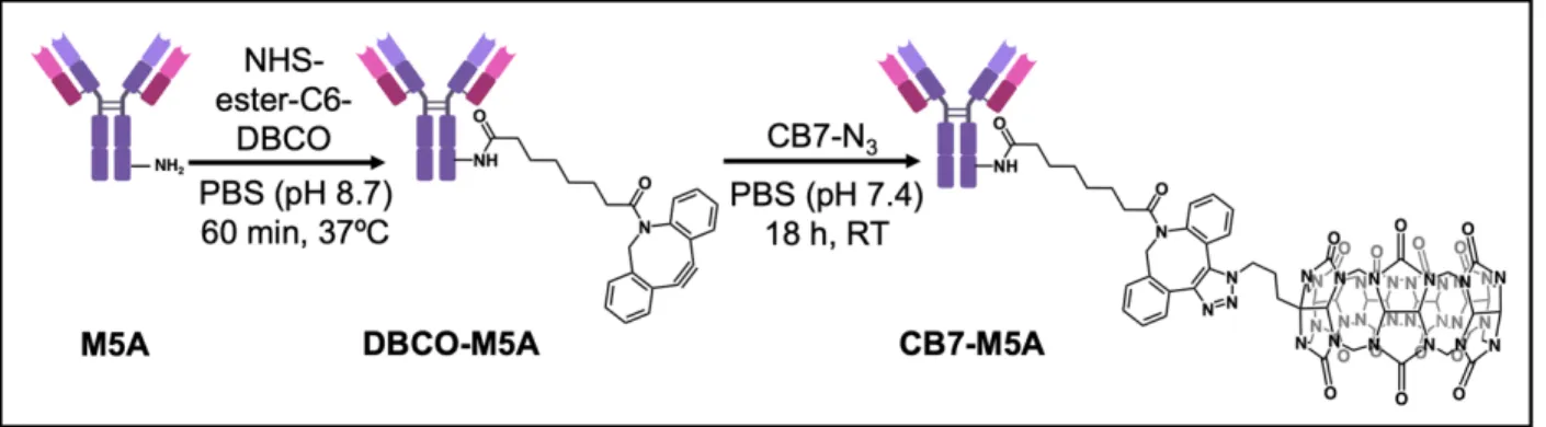 Figure 14. The reaction synthesis of the cucurbit[7]uril (CB7) modified hT84.66-M5A  (CB7-M5A)