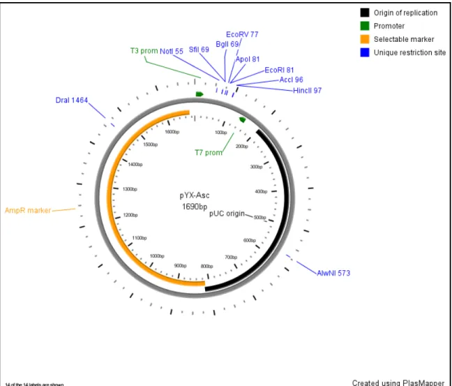 Figure 20.  pYX-Asc vector. Murine Foxm1 cDNA was obtained from  OpenBiosystems in the pYX-Asc vector