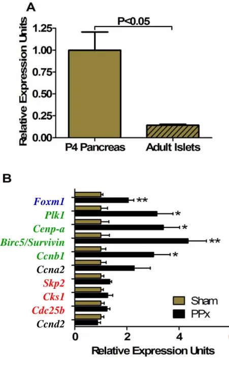 Figure 24.  Expression of Foxm1 and targets in Control islets.  (A) qRT-PCR  revealed that Foxm1 expression was relatively low in adult islets, compared to  postnatal day 4 (P4) whole pancreas