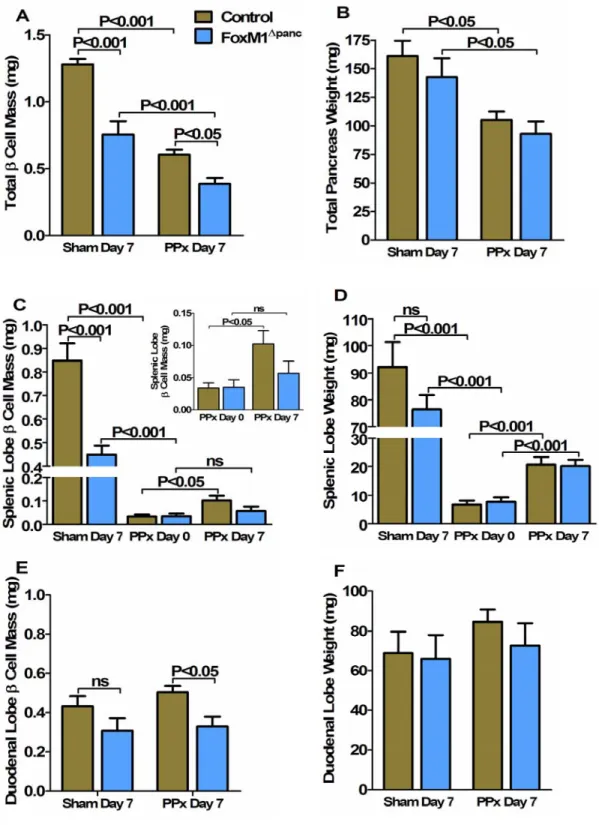 Figure 27.  β cell mass and pancreas weight in Control and FoxM1 ∆panc mice after  60% PPx or a Sham operation