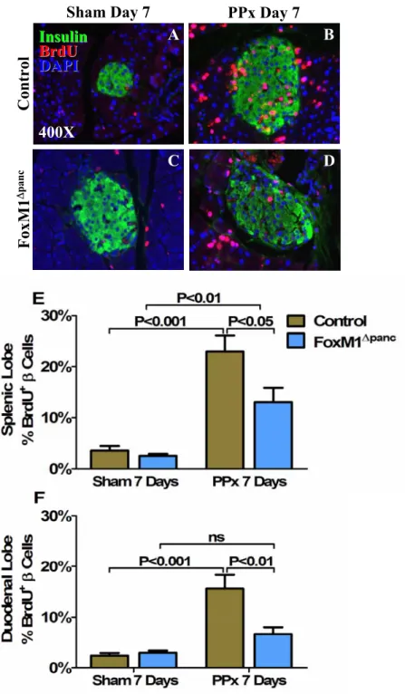 Figure 29.  β cell proliferation was reduced in FoxM1 ∆panc mice after 60% PPx.  