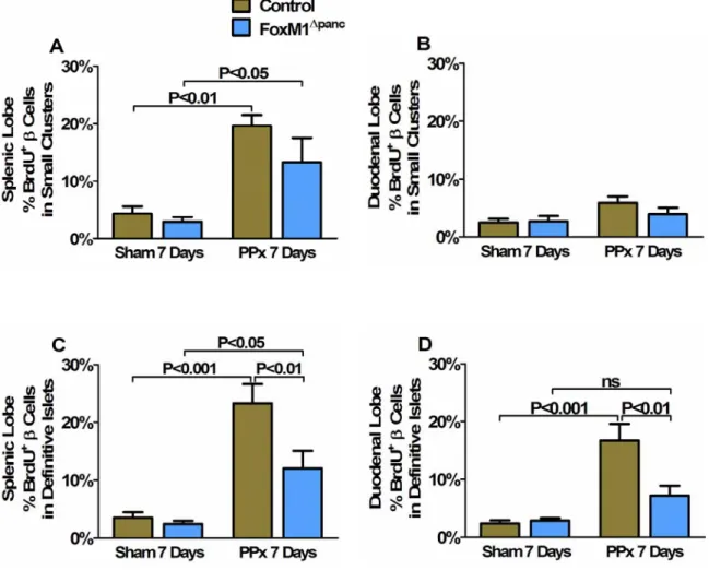Figure 30.  β cell proliferation was only reduced in definitive islets, but not small  endocrine cell clusters, in FoxM1 ∆panc versus Control mice after 60% PPx