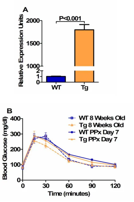 Figure 36. Over-expression of FOXM1C had no effect on glucose tolerance.  (A)  Real-time qRT-PCR with primers specific to human FOXM1c  was performed on  RNA extracted from isolated islets from 9 week old WT and Rosa26-FOXM1c Tg mice