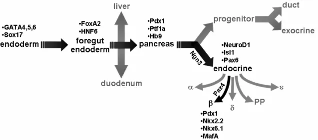 Figure 1.  β cell differentiation from endoderm. During embryogenesis, the  pancreas differentiates from foregut endoderm, which also gives rise to the liver and  duodenum