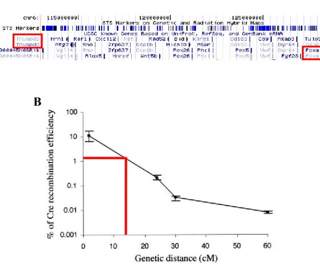 Figure 58.  The Foxm1 and Rosa26 loci are closely located on mouse chromosome  6.  (A) Chromosomal locations of Rosa26 (Thumpd3) and Foxm1 loci, provided by the  University of California Santa Cruz (UCSC) Genome Browser