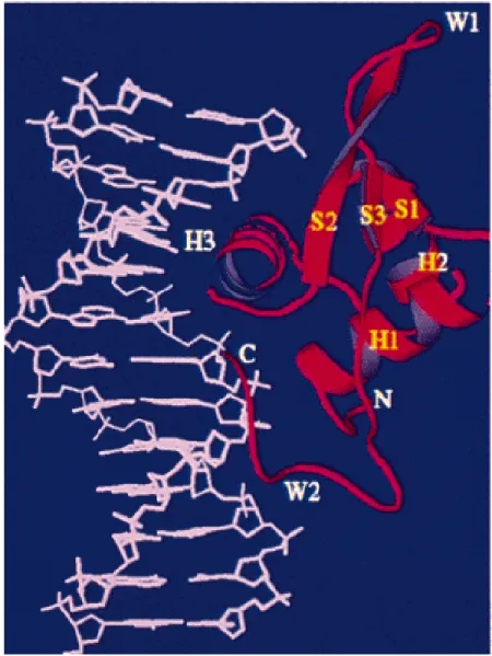 Figure 5.  Winged-helix “forkhead” DNA binding domain structure. The  characteristic forkhead DNA binding domain is a variation of the helix-turn-helix  motif, with three α-helices (H1-3), three β-sheets (S1-3), and two loops (W1-2).