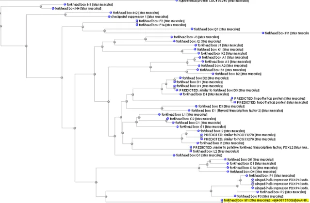 Figure 8.  NCBI BLAST Tree for mouse FoxM1 protein. The basic local  alignment search tool (BLAST) on the National Center for Biotechnology  Information (NCBI) website was queried for the murine FoxM1 protein sequence  (NP_032047.4) against the mouse refse