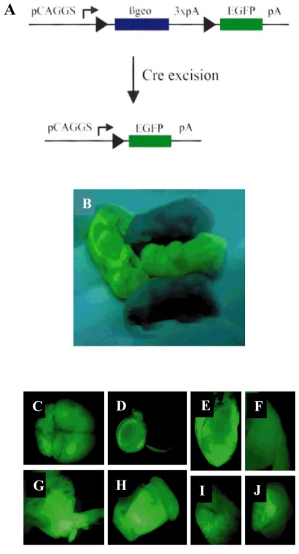 Figure 19.  Z/EG mice.  (A) The construct used to generate mice that express LacZ in  the absence of Cre-mediated recombination, followed by expression of EGFP after  recombination