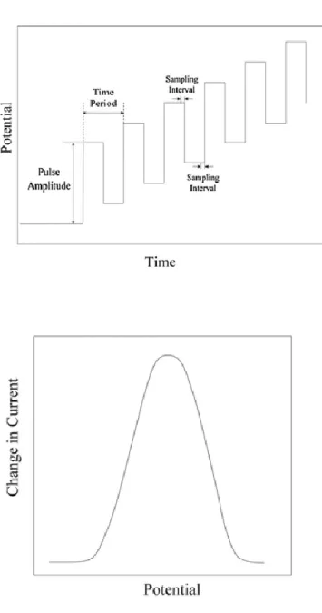 Figure  2.3.  Square  Wave  Voltammetry  Waveform  and  example  SWV.  The  top  shows  the  waveform of a SWV, the potential vs