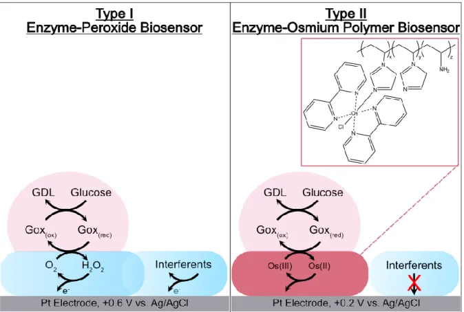 Figure 3.1. Type I vs. Type II Oxidase Enzyme Electrochemical Biosensors. In type I sensors,  oxidase  enzymes  react  with  dissolved  oxygen  in  solution  to  produce  hydrogen  peroxide  that  is  oxidized at the underlying Pt electrode