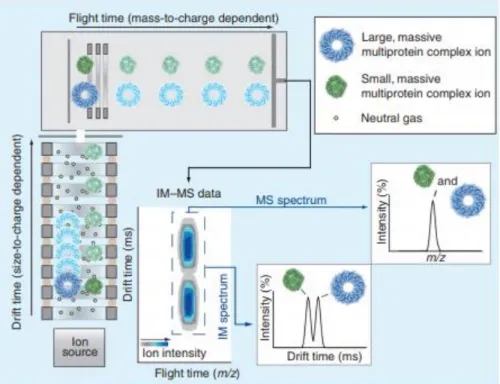 Figure  1.7  Ion mobility-mass spectrometry data acquisition and basic principles. Ions are  generated at the ion source (lower left) and are allowed to drift in an ion guide filled with  neutral gas molecules under the influence of an electric field