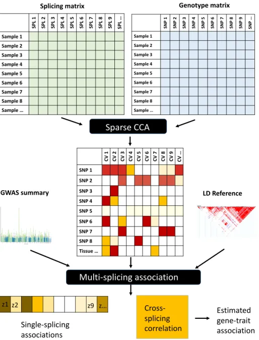 Figure 2.1: Schematic of MSG method. sCCA (Witten et al., 2009) is used to compute sparse canonical variables (CVs) from individual level genotype and splicing events data.
