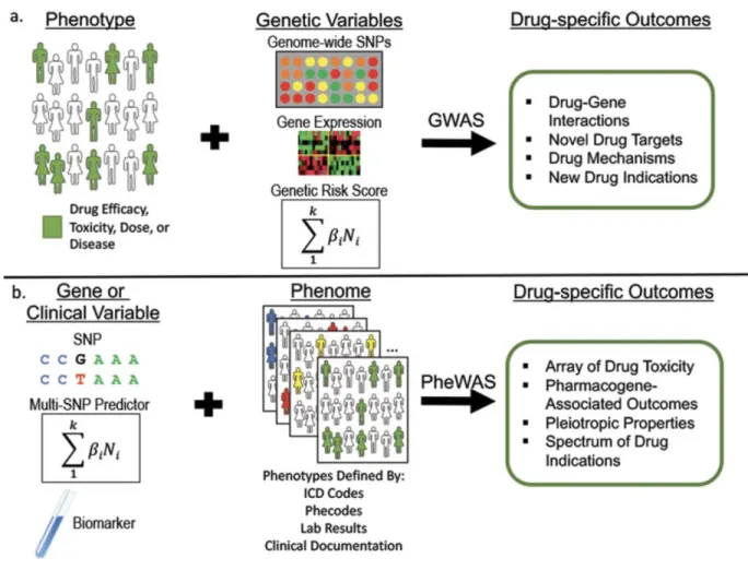 Figure 2. Drug-specific outcomes identified through genome-wide association studies (GWAS) and  phenome-wide association studies (PheWAS)