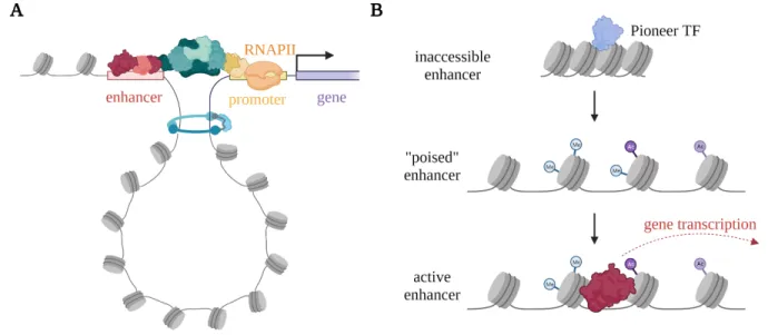 Figure 1: Schematic of enhancer concepts. (A) Enhancers interact with their target genes via chromatin  looping