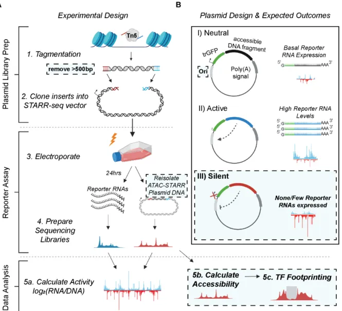 Figure 3: Schematic of the ATAC-STARR-seq methodology. (A) The experimental design of ATAC- ATAC-STARR-seq consists of three parts: plasmid library generation, reporter assay, and data analysis