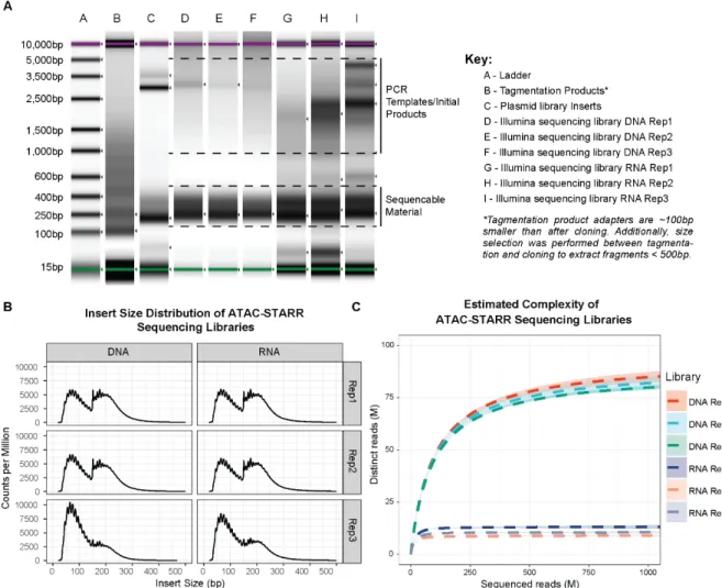 Figure 5: Characterization of ATAC-STARR sequencing libraries. (A) Agilent Tapestation results for  relevant steps of ATAC-STARR, this includes the following: tagmented products, plasmid library inserts,  and Illumina sequencing libraries for all three rep