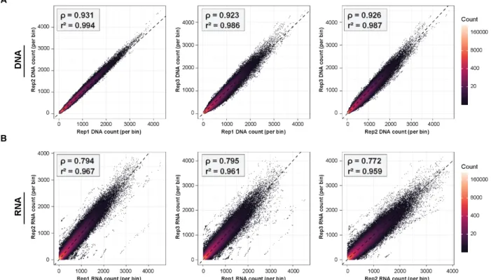 Figure 6: Correlation between ATAC-STARR-seq replicates. Scatter plots of DESeq2-normalized read  counts per bin between replicates for both (A) DNA and (B) RNA samples