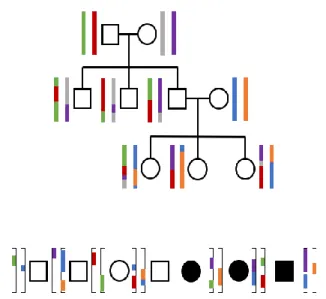 Figure 1. IBD segments infer the identical genomic  segments inherited from a recent common ancestor 