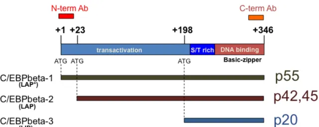 Figure  2.  Schematic  representation  of  C/EBPbeta.    Three  proteins  isoforms  are  generated  from  a  single  mRNA  by  alternative  translation
