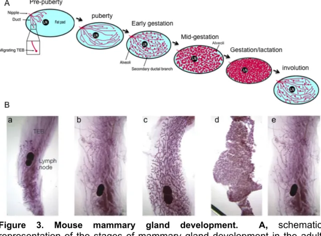 Figure  3.  Mouse  mammary  gland  development.    A ,  schematic  representation of the stages of mammary gland development in the adult  mouse,  from  pre-puberty  to  gestation,  lactation  and  involution