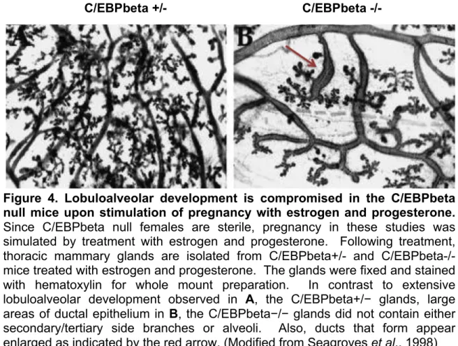 Figure  4.  Lobuloalveolar  development  is  compromised  in  the  C/EBPbeta  null mice upon stimulation of pregnancy with estrogen and progesterone.