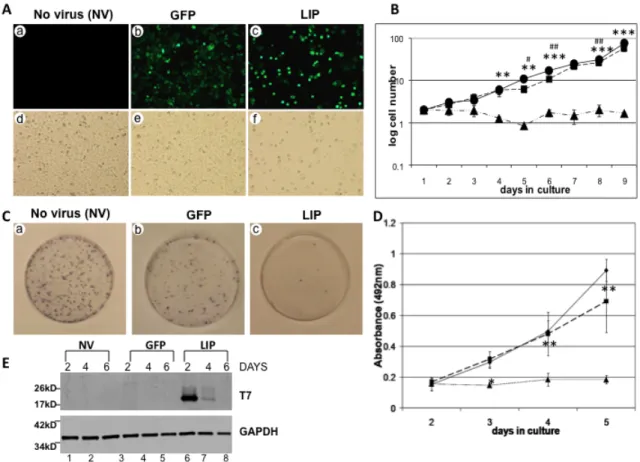 Figure 6. LIP expression attenuates proliferation of the MDA-MB-468 breast  cancer cell line