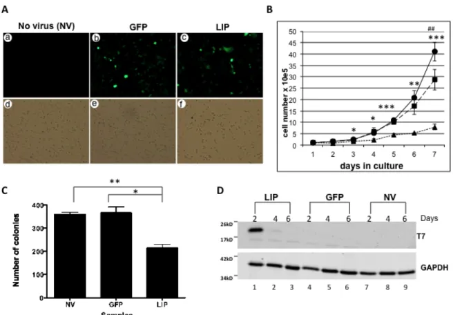 Figure 7. LIP expression attenuates proliferation of the MDA-MB-231 breast  cancer cell line