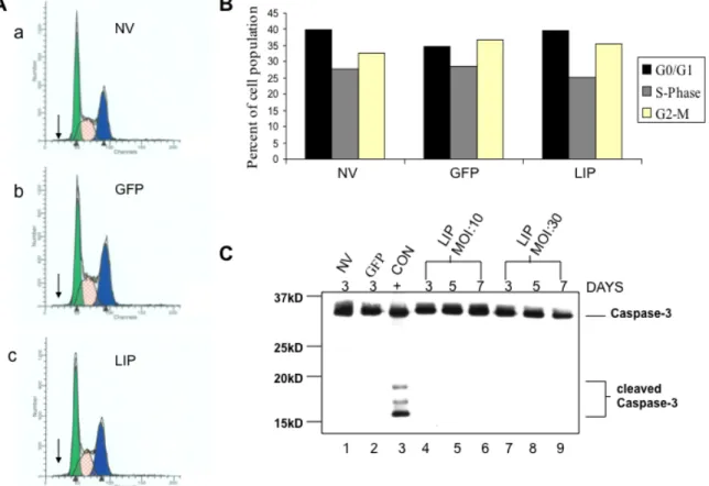 Figure 9. LIP does not block cell cycle progression or induce apoptosis.  A,  Cell cycle profiles of a, uninfected NV MDA-MB-231 cells,  b, Ad-GFP cells, and  c,  Ad-LIP  cells
