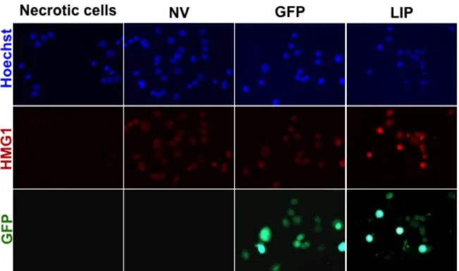 Figure  11.  LIP  does  not  induce  necrosis.    MDA-MB-468  cells  were  induced  into  necrosis  by  adding  6mM  deoxyglucose  plus  10mM  sodium  azide  for  18hrs  and used as a positive control