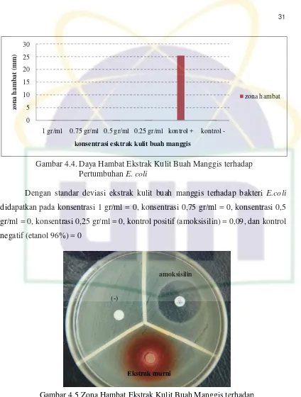Gambar 4.5 Zona Hambat Ekstrak Kulit Buah Manggis terhadap Pertumbuhan Bakteri E. coli 