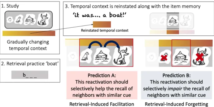 Figure 3.2: Predicted effects of retrieval practice on non-practiced items