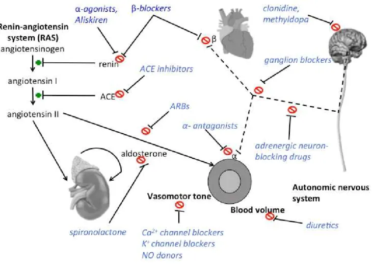 Figure  1.  Antihypertensive  medication  classes  and  pathways  for  blood  pressure  control