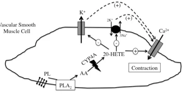 Figure 3.  Function of 20-hydroxyeicosatetraenoic acid in vascular smooth muscle cells