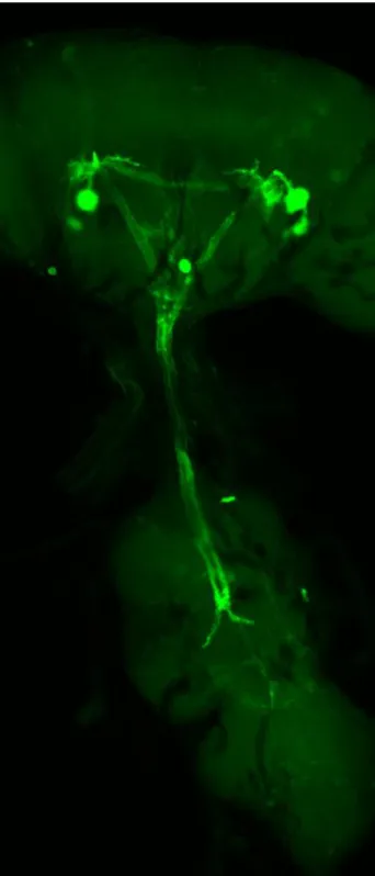 Figure 3. Gal4 Driven Expression of mCD8::GFP in the GFI   The 91H05-Gal4 driver expresses strongly and specifically  in  the  GCI  and  GFI