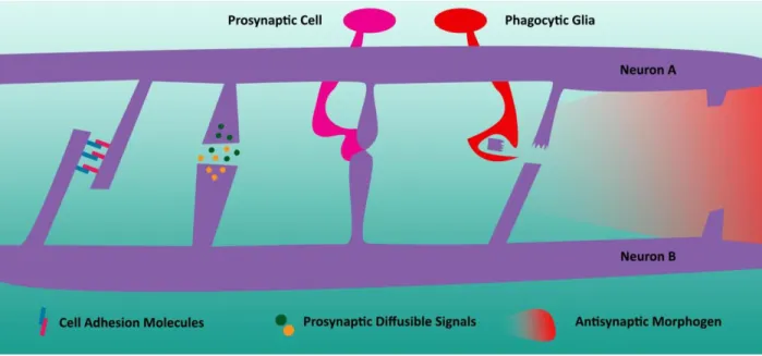Figure 4. Modulators of Synaptic Formation During Development 