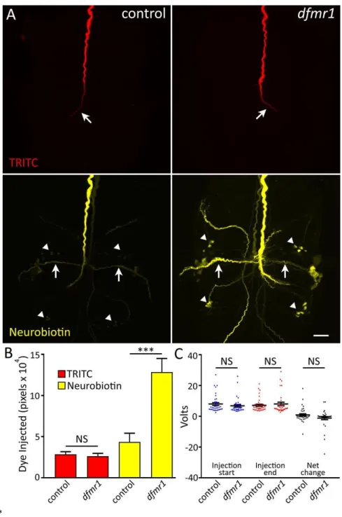 Figure 5. Selective Small Dye Iontophoresis is Increased in dfmr1 Null Neurons 