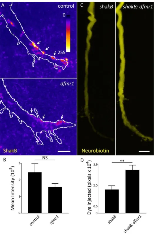 Figure 7. Null dfmr1 Neurons Manifest Dye Injection Defect Without Gap Junctions  