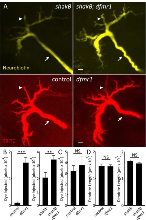 Figure 8. Specific Small Dye Iontophoresis is Increased in dfmr1 GFI Dendritic Arbors 