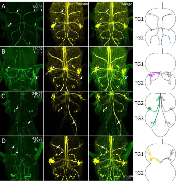 Figure 13. Transgenic Gal4 Drivers for the Newly Identified GFC Neurons  