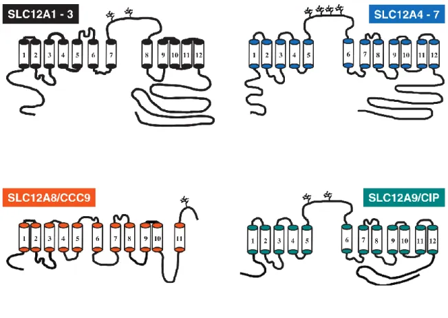 Figure 1-1 Topology structures of the cation chloride cotransporters. All structures are based on hydropathy  plot  analysis