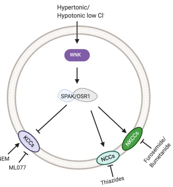 Figure 1-2. WNK/SPAK-OSR1 regulation of CCCs. WNK becomes activated in hypertonic or hypotonic low  Cl -   which  then  phosphorylates  SPAK/OSR1