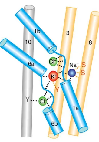 Figure 1-3. Ion binding sites elucidated from cryo-EM structure. Ion binding sites in the core domain (blue  cylinders) of the cryo-EM structure of NKCC1