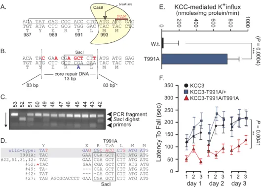 Figure  2-5.  Genetically-modified  KCC3-T991A  mice  exhibit  locomotor  deficits.  (A)  Portion  of  exon  22  of  Slc12a6 targeted for cas9 cleavage