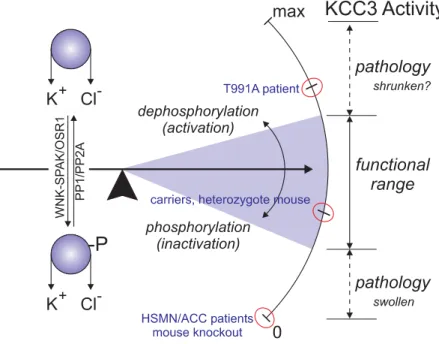Figure  2-8.  Finely  tuned  KCC3  activity  is  required  for  structure  and  function  of  the  human  peripheral  nervous  system  (PNS)