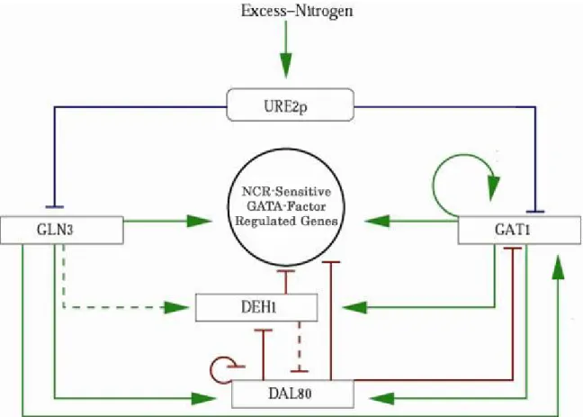 Figure 1.1: The NCR circuit.  The square blocks represent mRNA of the respective NCR  gene