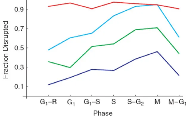 Figure 2.6: Cell disruption as a function of the cell cycle and agitation time.  For a given  agitation time less than 30 minutes, cell disruptability grows throughout the cell cycle and  is  maximized  in  M-phase