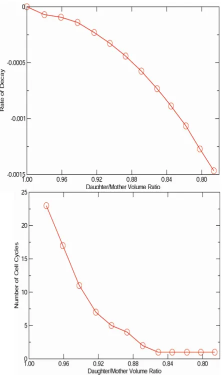 Figure 3.4:  The decay of synchrony as a function of the daughter to mother volume ratio