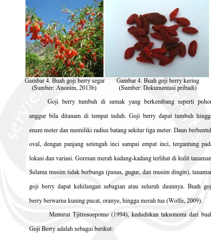 Gambar 4. Buah goji berry segar     (Sumber: Anonim, 2013b)  