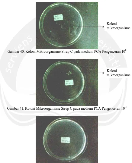 Gambar 40. Koloni Mikroorganisme Sirup C pada medium PCA Pengenceran 10 0  