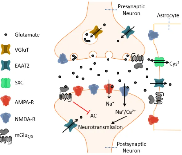 Figure I.1 A schematic model of a glutamatergic synapse expressing mGlu 2/3.  Glutamate  is packaged into vesicles by the vesicular glutamate transporter (VGluT) for subsequent  release following membrane depolarization